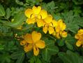 Alexandrian senna